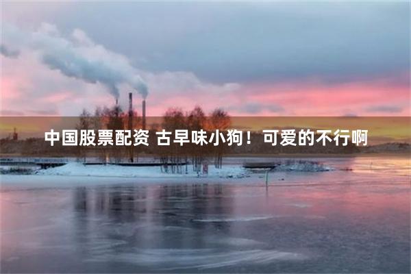 中国股票配资 古早味小狗！可爱的不行啊